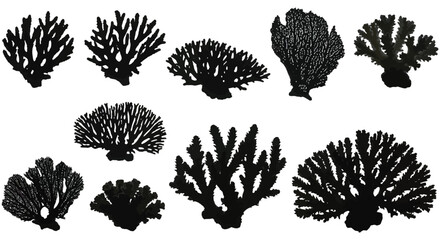 A collection of diverse black coral formations against a white background © Nasima