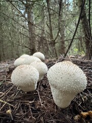 Mushrooms 
