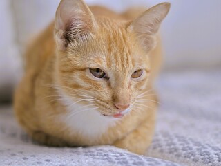 Orange cats are native cats with a very affectionate nature.