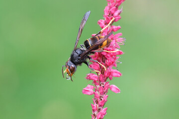 Asian Hornet ssp. nigrithorax, Asian Black Hornet (Vespa velutina nigrithorax), family Vespidae. On flowers of Knotweed, knotgrass (Polygonum amplexicaule). Netherlands, September