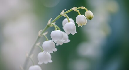 Delicate white lily flowers closeup