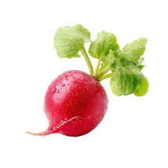 Red radish with green leaves, water droplets (1)