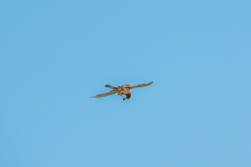 Common kestrel, Falco tinnunculus, hovered in the air in search of prey