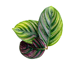 Vibrant, overlapping leaves with striped patterns