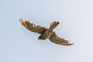 Obraz premium Common kestrel, Falco tinnunculus, hovered in the air in search of prey