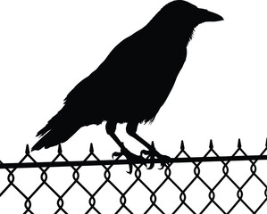 F-Caw-F SVG, Funny Crow SVG, Black Bird Shirt