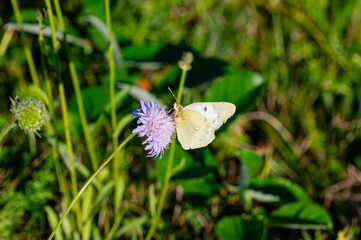 Colias butterfly on field scabious (Knautia arvensis)