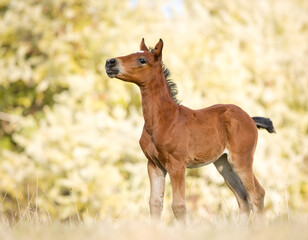 Curious brown foal stands in a sunlit meadow with a soft, golden background. Young horse, nature, and new life.