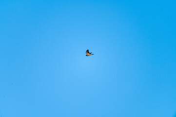 Slim Eurasian sparrowhawk with barred underparts and long, banded tail gliding against a clear blue sky.