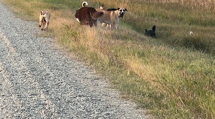 Pack of dogs exploring grassy roadside outdoors in summer