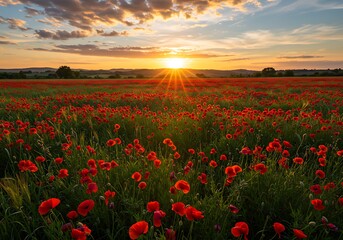 Golden hour light bathes a vibrant field of red poppies and green grass in a peaceful countryside setting