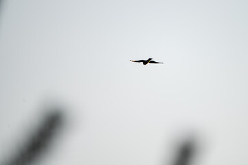 Slim Eurasian sparrowhawk with barred underparts and long, banded tail gliding against a clear blue sky.
