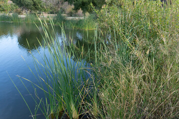 Reeds at the pond