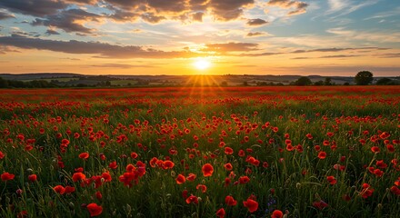 Golden hour light bathes a vibrant field of red poppies and green grass in a peaceful countryside setting