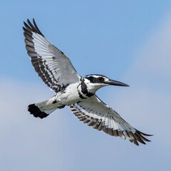 A striking black and white bird, a kingfisher, soars freely against a clear, light blue sky.