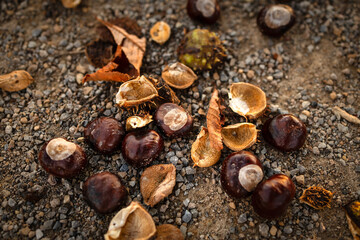 Horse chestnuts, leaves, and husks scattered on a gravel path during fall