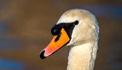 Close-up swan profile, wet feathers