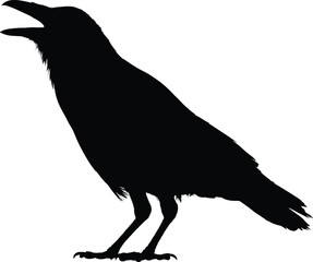 F-Caw-F SVG, Funny Crow SVG, Black Bird Shirt