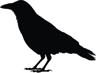 F-Caw-F SVG, Funny Crow SVG, Black Bird Shirt