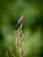 Vermillion flycatcher in red against a green background