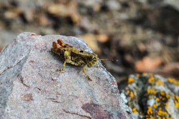 Grasshopper on a Rock in the Forest