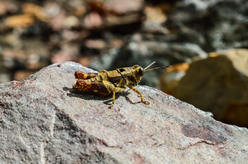 Grasshopper on a Rock in the Forest
