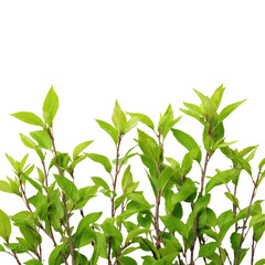 Obraz premium Growing green leaves nature scene plant life environment isolated on transparent background