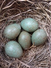 Obraz premium Nest of the fieldfare (Turdus pilaris) with five eggs.