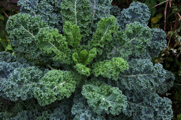 A healthy fresh curly kale