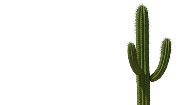 Tall green cactus with multiple arms stands against a stark black background