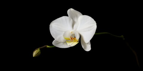Delicate white orchid flower blooming elegantly against a dark backdrop close up studio shot