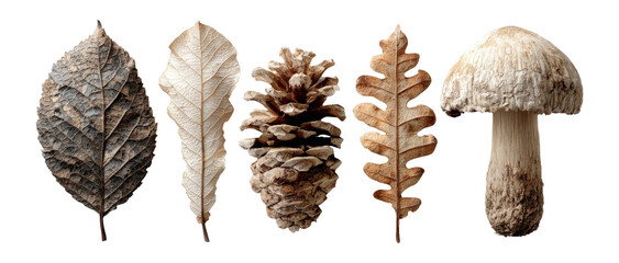 Isolated Natural Objects on Transparent Background Featuring Leaves, Pinecone, and Mushroom