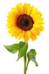 Obraz premium Bright yellow sunflower with green leaves against white