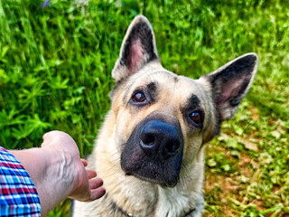 Friendly Eastern European Shepherd interacting with owner in a lush green environment