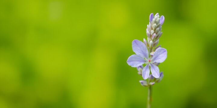Delicate purple wildflower bloom against a vibrant soft green leafy blurred natural background
