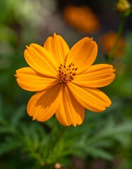 Close-up of bright orange cosmos flower