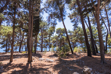 Picturesque pine trees framing rocky cliffs and crystal-clear turquoise Mediterranean waters, summer travel serenity.