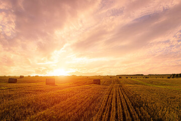 Fototapeta premium Hay bales in an agricultural field during sunset. Rural landscape with golden light over harvest. Farming and seasonal harvest.