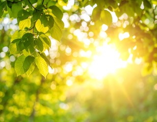 Obraz premium Sunlight filters through vibrant spring leaves