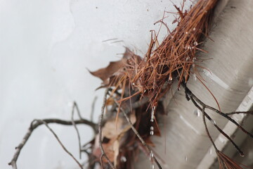 melting snow water dripping from leaves on roof  © panduka