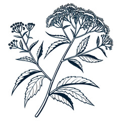 eupatorium rugosum with leaves 