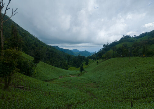 Rolling Hills Landscape under Overcast Sky: A breathtaking vista unfolds, revealing verdant rolling hills beneath a dramatic, cloud-filled sky. It's a tranquil portrayal of nature's grandeur.