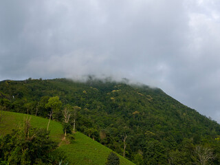 Mist-Kissed Mountain Serenity: A lush, green mountain peak emerges majestically from the mist, creating a serene atmosphere, under a softly clouded sky. 