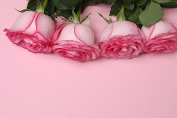 pink roses on a pink background
