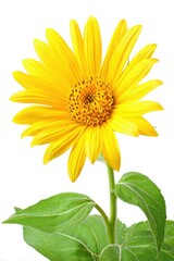 Bright yellow sunflower blossom against white