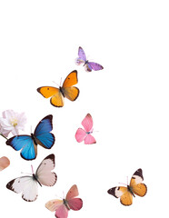 Fototapeta premium Seamless illustration of delicate pink and white butterflies fluttering on a white background