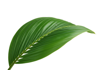 Emerald green coconut palm frond with intricate veins and glistening dew drop, top-down flat lay on seamless transparent studio background, no shadows, macro, concept of natural freshness