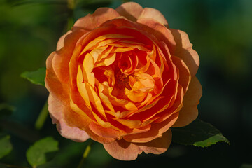 Orange rose blooming, with green leaves around, with sunlight and shadow from the leaves, close-up view