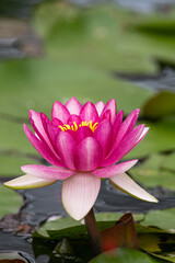 red water lily ( Nymphaea Pygmaea Rubra), blooming in a lake with green leaves around