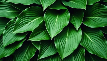 Lush Green Leaves Close Up Nature Background Texture